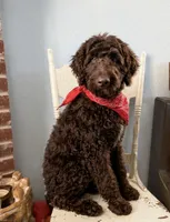 Patrick, a male Goldendoodle for sale in Fort Worth, TX – 1 of 7