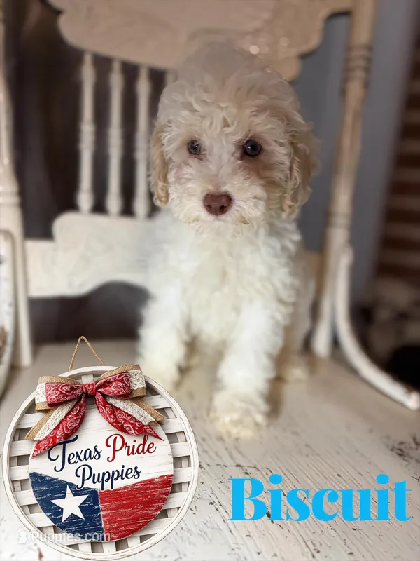 Biscuit – Poodle - Miniature  puppy for sale in Fort Worth, TX