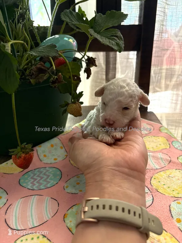 Biscuit – Poodle - Miniature  puppy for sale in Fort Worth, TX