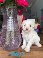 Biscuit, a male Poodle - Miniature  for sale in Fort Worth, TX – 1 of 3