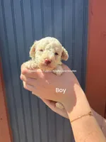 Biscuit, a male Poodle - Miniature  for sale in Fort Worth, TX – 3 of 3