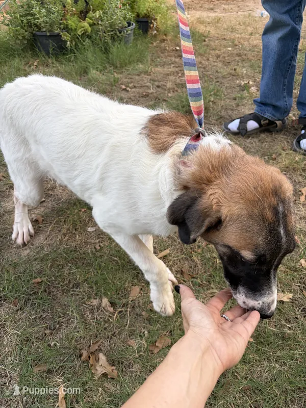 Daisy – Anatolian Shepherd Dog, Great Pyrenees puppy for sale in Fort Worth, TX