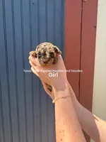 Dumpling, a female Poodle - Miniature  for sale in Fort Worth, TX – Photo 2 of 2