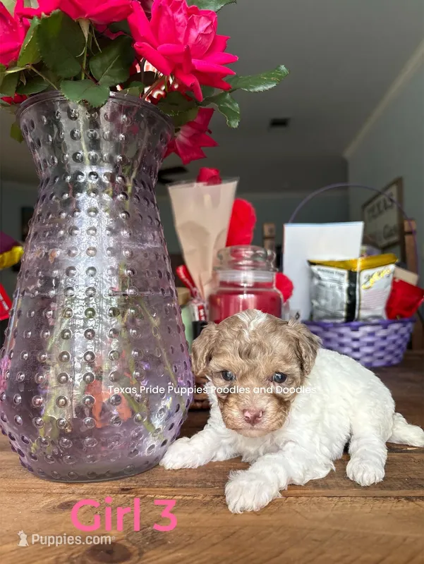 Dumpling – Poodle - Miniature  puppy for sale in Fort Worth, TX