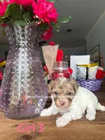 Dumpling, a female Poodle - Miniature  for sale in Fort Worth, TX – 2 of 3