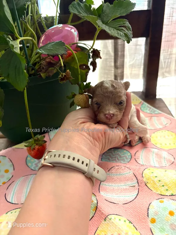 Dumpling – Poodle - Miniature  puppy for sale in Fort Worth, TX