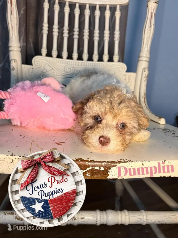 Dumpling – Poodle - Miniature  puppy for sale in Fort Worth, TX