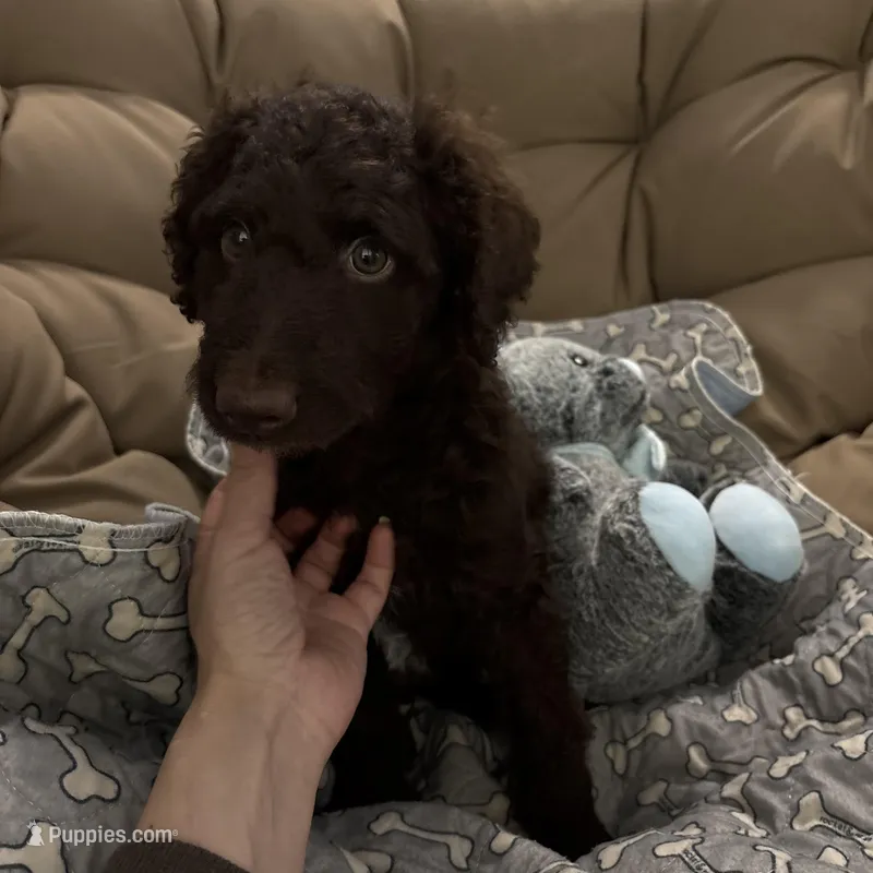 Patrick – Goldendoodle puppy for sale in Fort Worth, TX