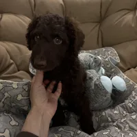 Patrick, a male Goldendoodle for sale in Fort Worth, TX – 1 of 5