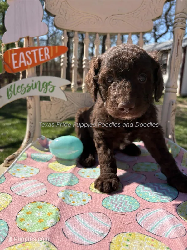 Patrick – Goldendoodle puppy for sale in Fort Worth, TX