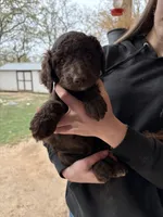 Patrick, a male Goldendoodle for sale in Fort Worth, TX – Photo 2 of 2