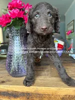 Patrick, a male Goldendoodle for sale in Fort Worth, TX – 4 of 5