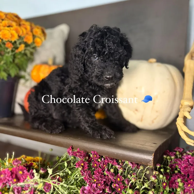Caramel Croissant  – Miniature Goldendoodle puppy for sale in Fort Worth, TX