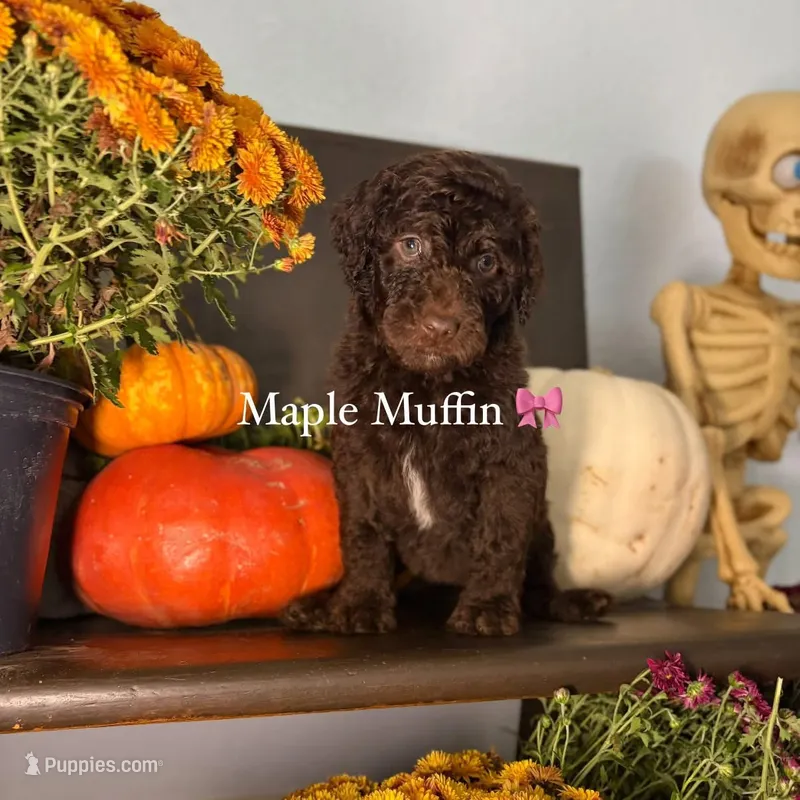Maple Muffin  – Miniature Goldendoodle puppy for sale in Fort Worth, TX