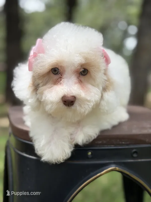 Boba – Poodle - Miniature  puppy for sale in Fort Worth, TX