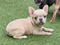 Oatmeal Pie, a male French Bulldog for sale in Fort Worth, TX – 2 of 3