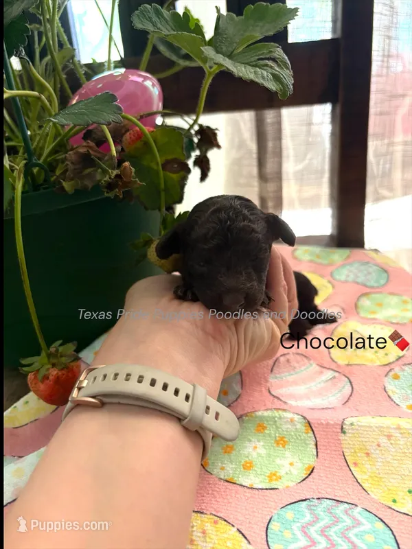 Truffles – Poodle - Miniature  puppy for sale in Fort Worth, TX