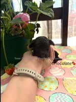 Truffles, a female Poodle - Miniature  for sale in Fort Worth, TX – 4 of 5