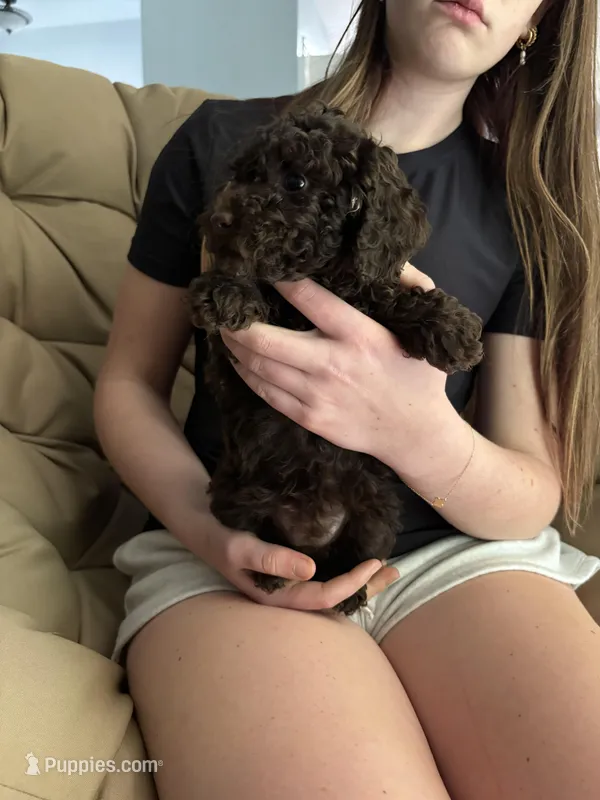 Truffles – Poodle - Miniature  puppy for sale in Fort Worth, TX