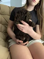 Truffles, a female Poodle - Miniature  for sale in Fort Worth, TX – 2 of 5