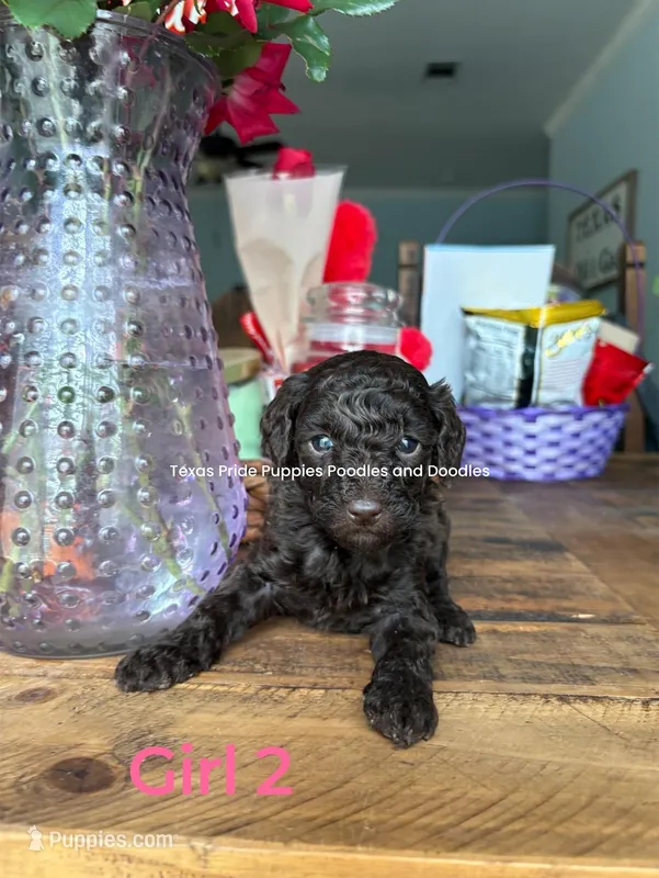 Truffles – Poodle - Miniature  puppy for sale in Fort Worth, TX