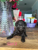 Truffles, a female Poodle - Miniature  for sale in Fort Worth, TX – 3 of 5