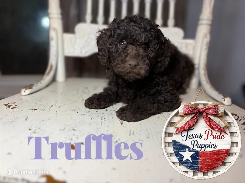 Truffles – Poodle - Miniature  puppy for sale in Fort Worth, TX