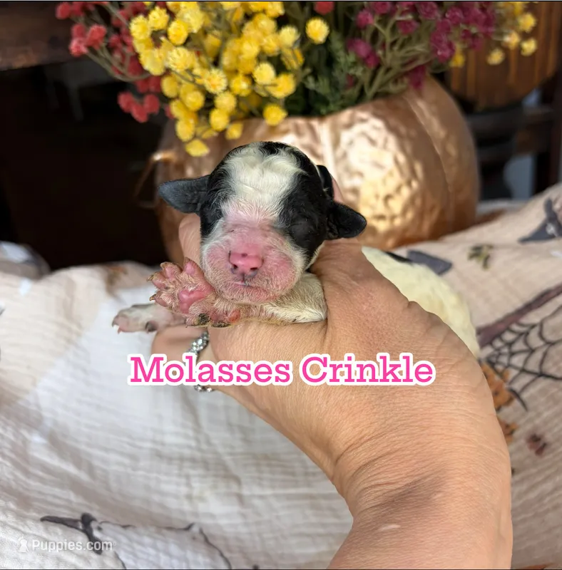 Molasses Crinkle  – Miniature Goldendoodle puppy for sale in Fort Worth, TX