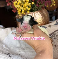 Molasses Crinkle , a female Miniature Goldendoodle for sale in Fort Worth, TX – 1 of 1