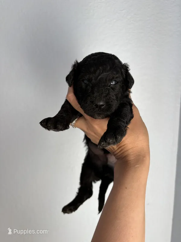 Caramel Croissant  – Miniature Goldendoodle puppy for sale in Fort Worth, TX