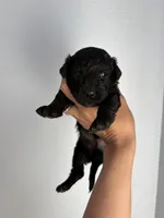 Caramel Croissant , a male Miniature Goldendoodle for sale in Fort Worth, TX – 2 of 3