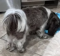 Latte, a female Shih Tzu for sale in Fort Worth, TX – 3 of 4
