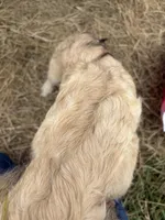 Sunshine, a female Pyredoodle for sale in Fort Worth, TX – 4 of 5