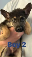 Bobby, a male German Shepherd Dog for sale in Fort Worth, TX – 1 of 2