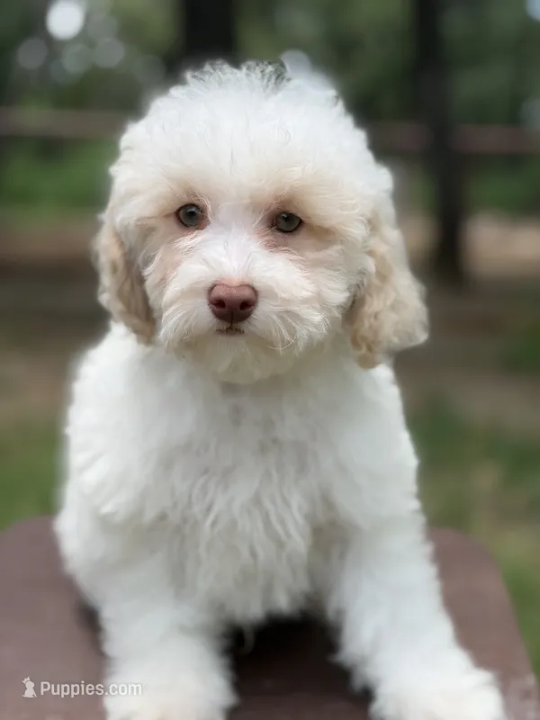Biscuit – Poodle - Miniature  puppy for sale in Fort Worth, TX