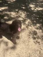 Patrick, a male Goldendoodle for sale in Fort Worth, TX – 3 of 4