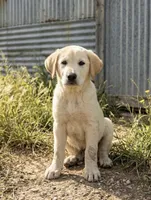 Radar, a male Anatolian Shepherd Dog and Great Pyrenees for sale in Fort Worth, TX – 1 of 1