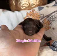 Maple Muffin , a female Miniature Goldendoodle for sale in Fort Worth, TX – 1 of 1
