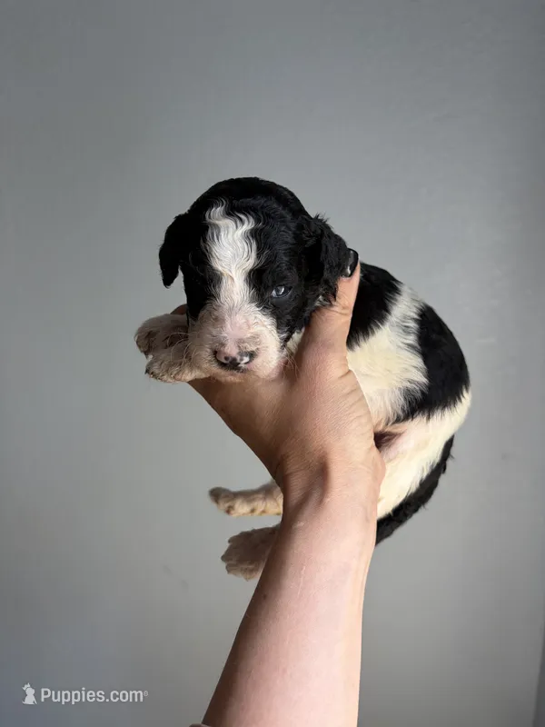 Chocolate Chip – Miniature Goldendoodle puppy for sale in Fort Worth, TX