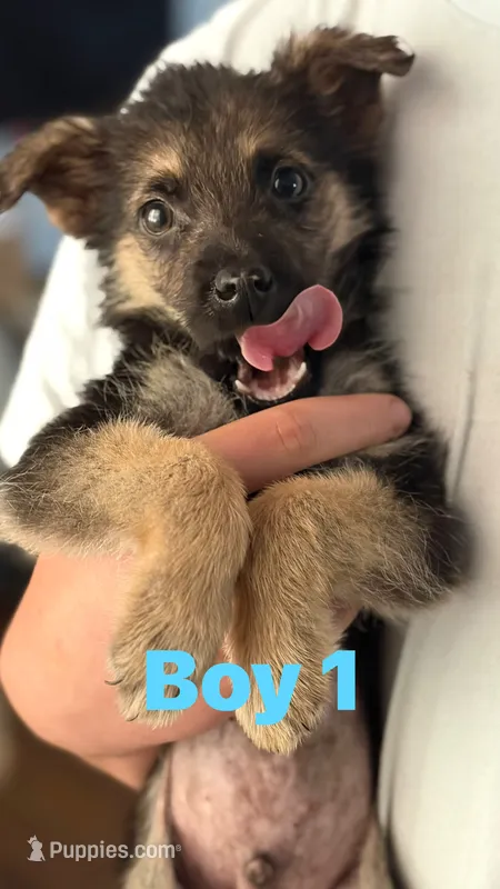 Charlie – German Shepherd Dog puppy for sale in Fort Worth, TX