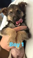 Charlie, a male German Shepherd Dog for sale in Fort Worth, TX – 1 of 2