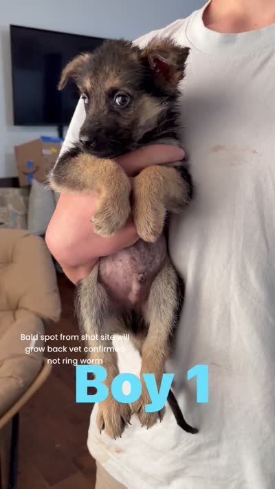Charlie, a male German Shepherd Dog for sale in Fort Worth, TX – 2 of 2