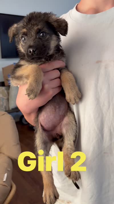 Gina , a female German Shepherd Dog for sale in Fort Worth, TX – 2 of 2