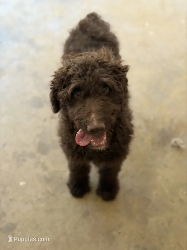 Patrick – Goldendoodle puppy for sale in Fort Worth, TX