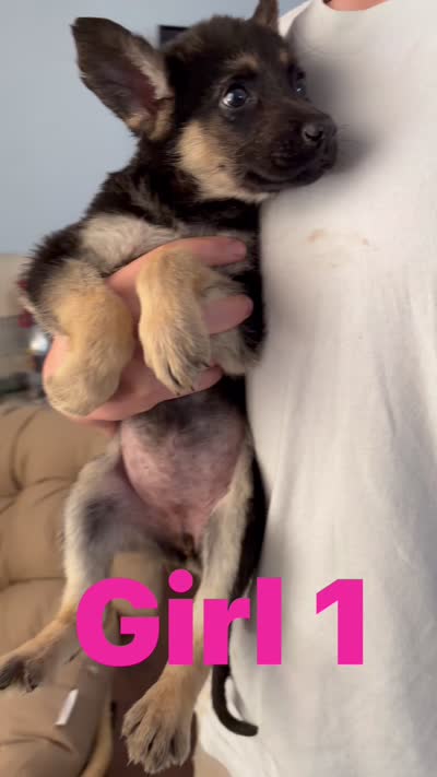 Kristina, a female German Shepherd Dog for sale in Fort Worth, TX – 2 of 2
