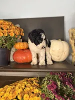 Snickerdoodle, a male Miniature Goldendoodle for sale in Fort Worth, TX – 5 of 5