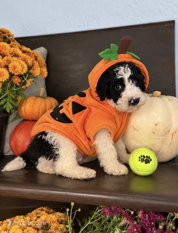 Snickerdoodle – Miniature Goldendoodle puppy for sale in Fort Worth, TX
