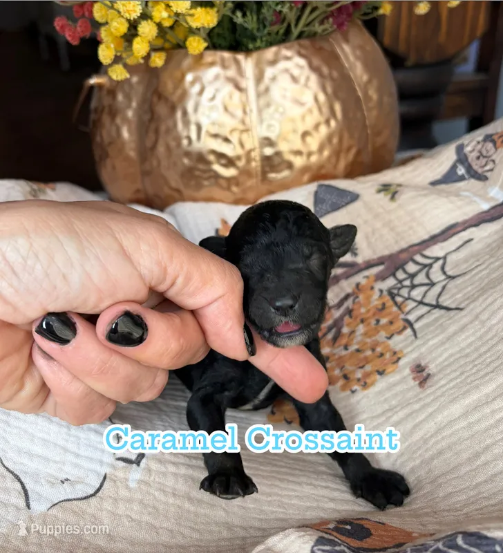 Caramel Croissant  – Miniature Goldendoodle puppy for sale in Fort Worth, TX