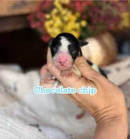 Chocolate Chip, a male Miniature Goldendoodle for sale in Fort Worth, TX – 1 of 1