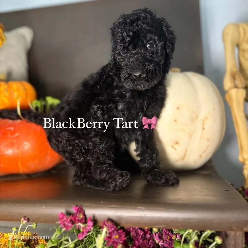 BlackBerry Tart – Miniature Goldendoodle puppy for sale in Fort Worth, TX